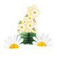 Sweet Daisy Honeycomb Centerpiece - 1ct