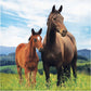 Horse and Pony Wild Horse Napkins - 16ct